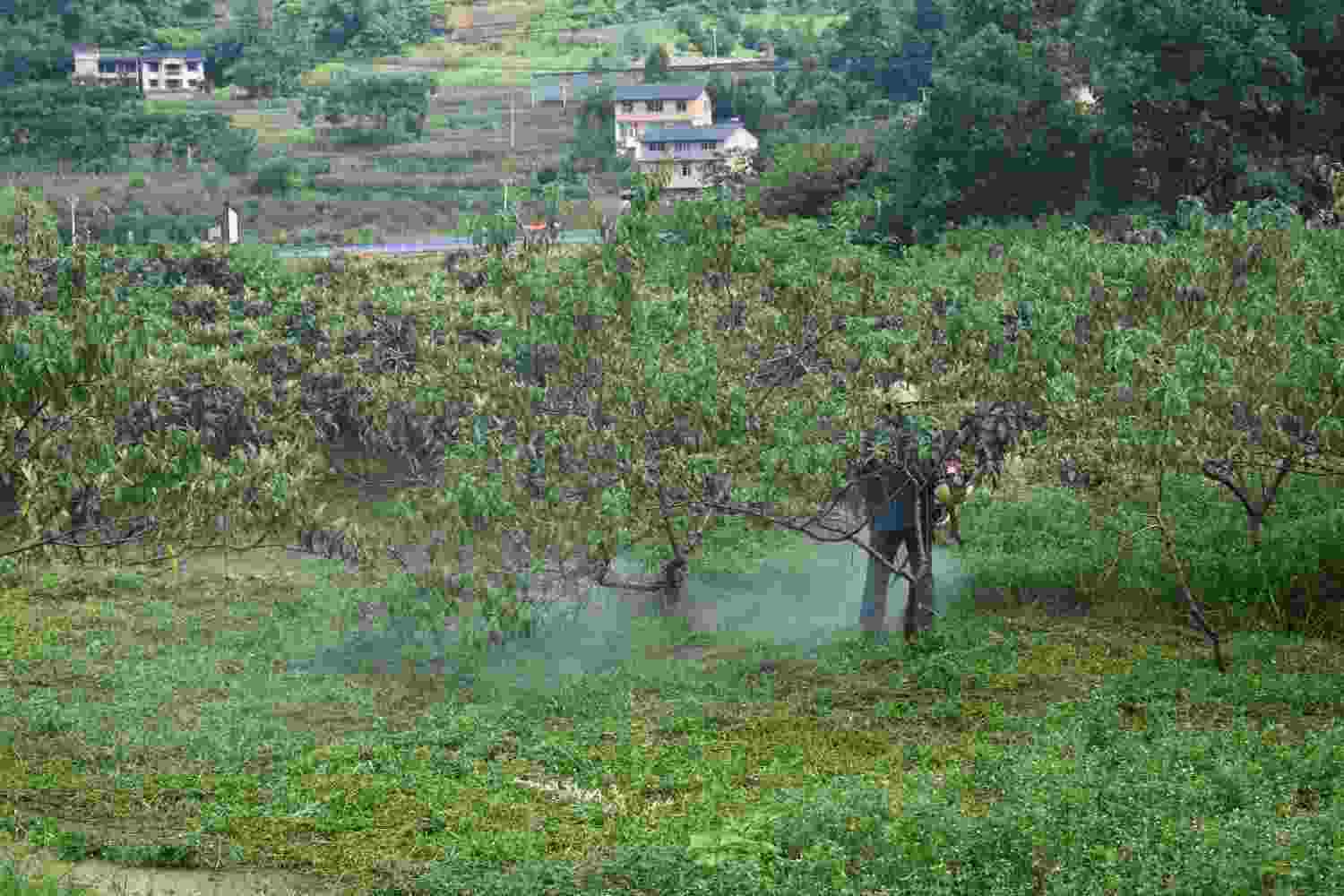 青春助農實踐團在蔬菜基地